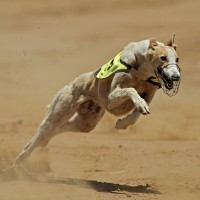 Greyhound racing sponsors abandon the industry: Lessons in disassociating your brand